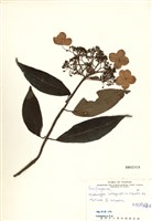 藏品(大枝掛繡球)的圖片